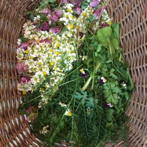 Learn Your Land Workshop 1: Introduction to native medicinal and edible herbs